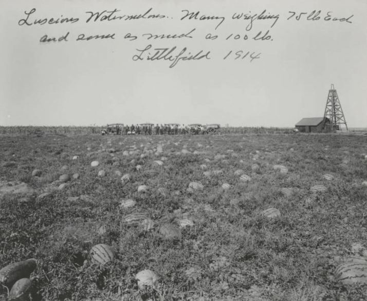 watermelons_littlefield_1914_cook-coll_degolyer_smu