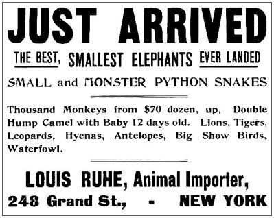 animal-importer_billboard_040805