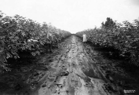 fig-farmers_houston-public-library