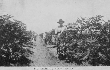texas-fig-farmer_1909_alvin-tx_RPPC