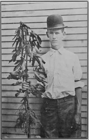 texas-fig-farmer_1910_high-shrink