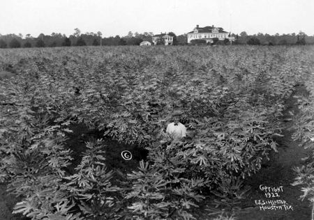 texas-fig-orchard_1922_houston-public-library