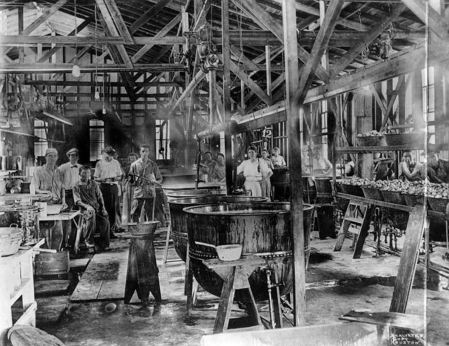 texas-fig-plant_houston-public-library