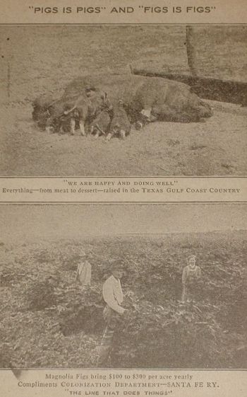 texas-figs-pigs_ebay